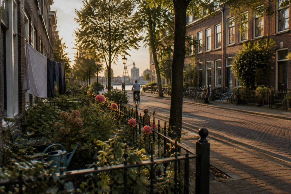 A leafy residential Amsterdam street with trees and brick houses in evening light