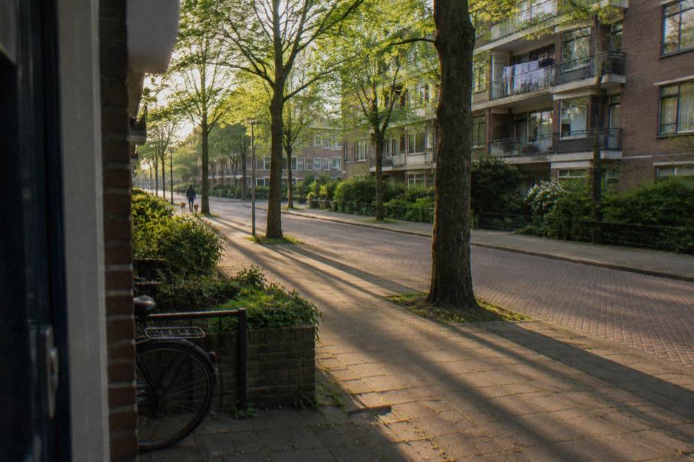 Calm residential Amsterdam street with trees and parked bicycles in late afternoon light